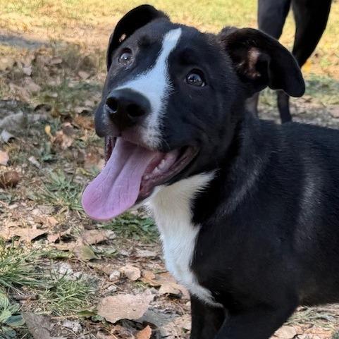 Jack, a Adoptable mixed breed in Kansas City, MO image 4/6