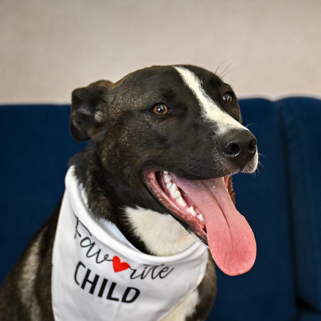 Enlarge Jack, a Adoptable Mixed Breed in Kansas City, MO image 3/6