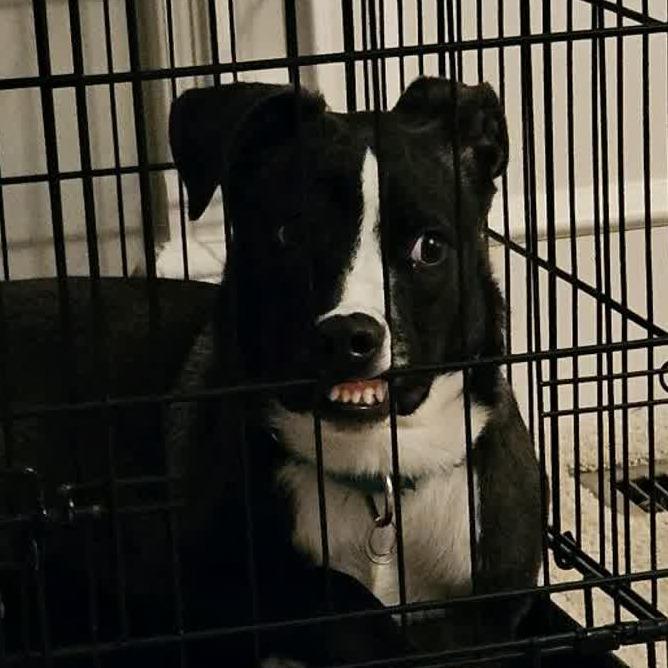 Enlarge Jack, a Adoptable mixed breed in Kansas City, MO image 4/6