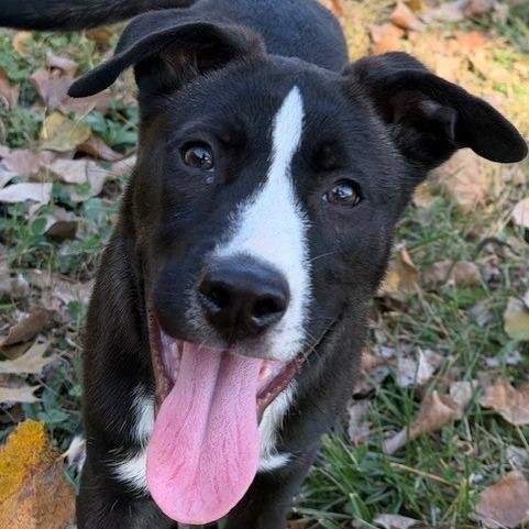 Jack, a Adoptable mixed breed in Kansas City, MO image 5/6