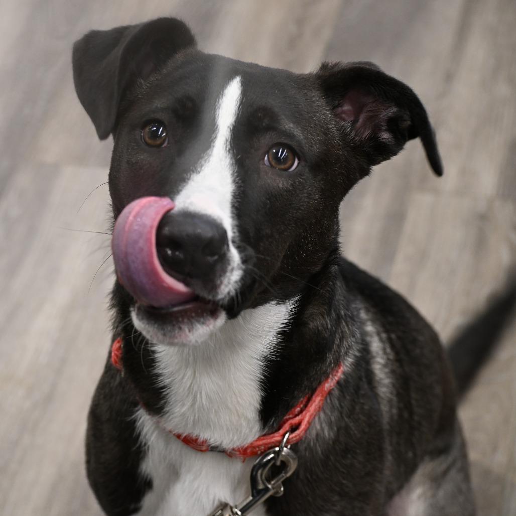 Enlarge Jack, a Adoptable mixed breed in Kansas City, MO image 5/6