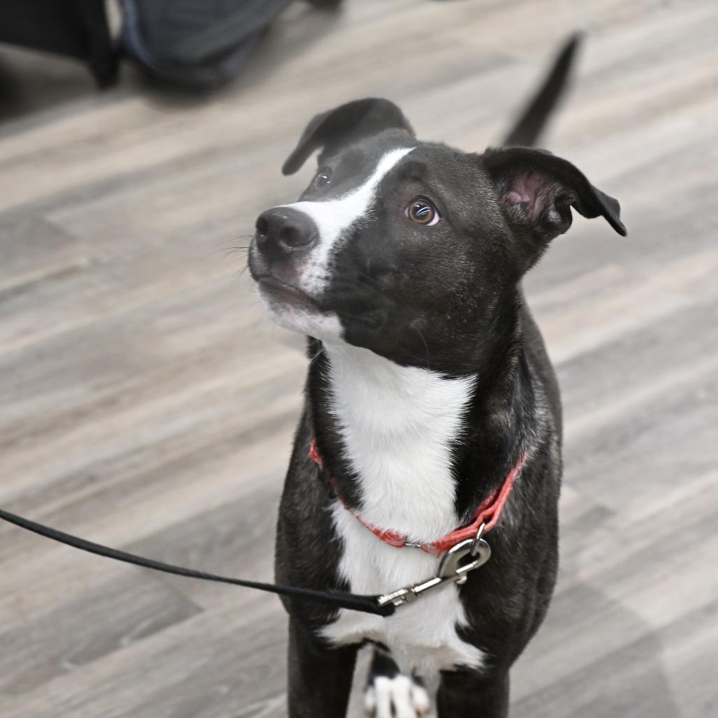 Enlarge Jack, a Adoptable mixed breed in Kansas City, MO image 6/6