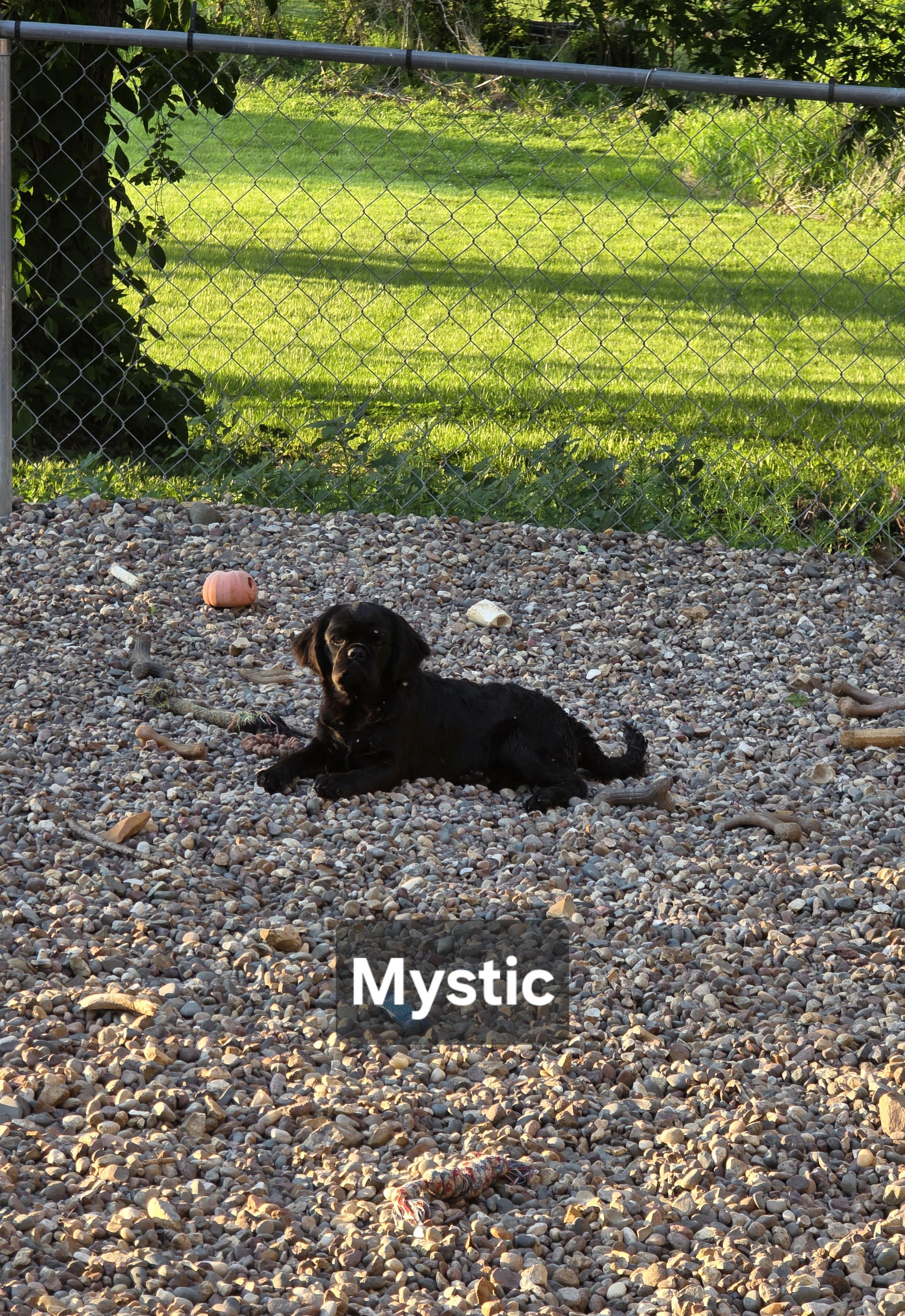 Enlarge Mystic, a ADOPTABLE mixed breed in Wever, IA image 4/6