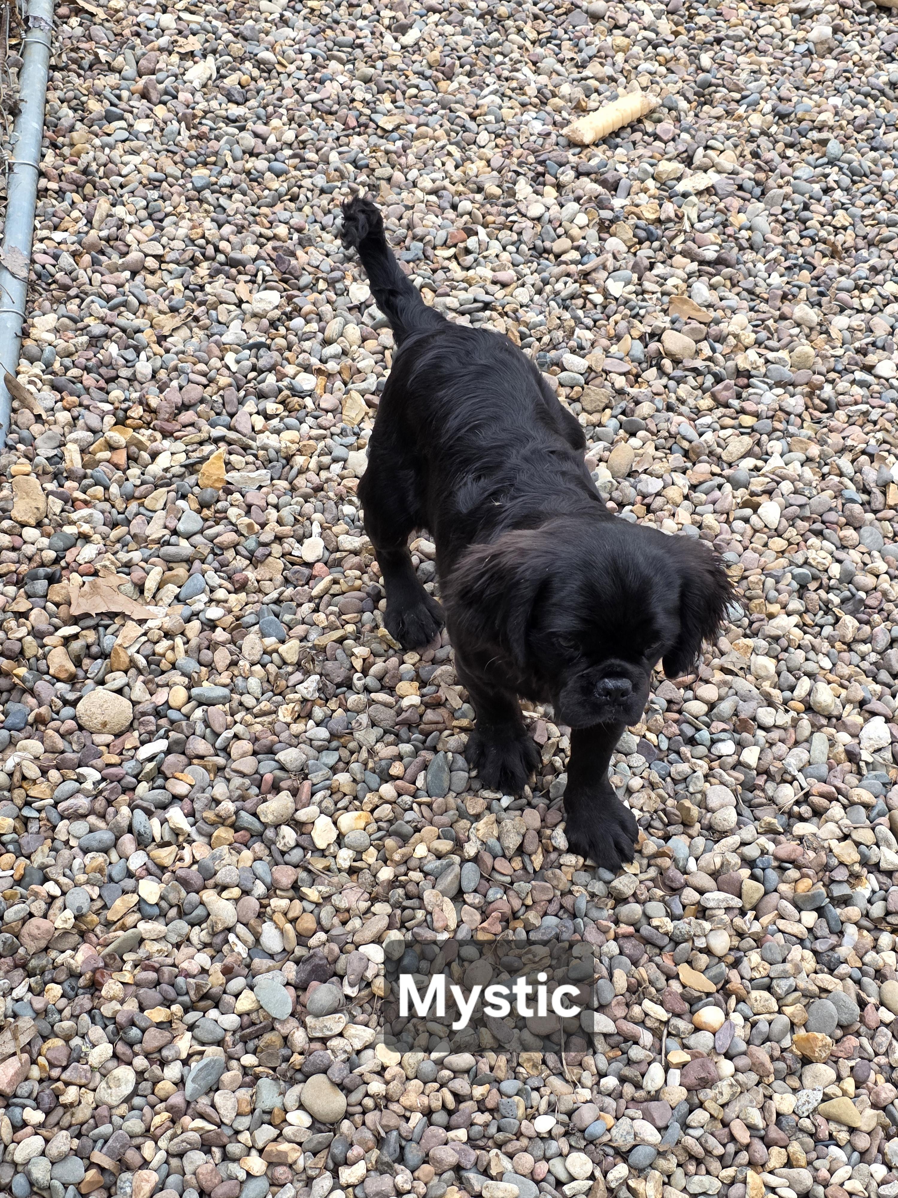 Enlarge Mystic, a ADOPTABLE mixed breed in Wever, IA image 5/6