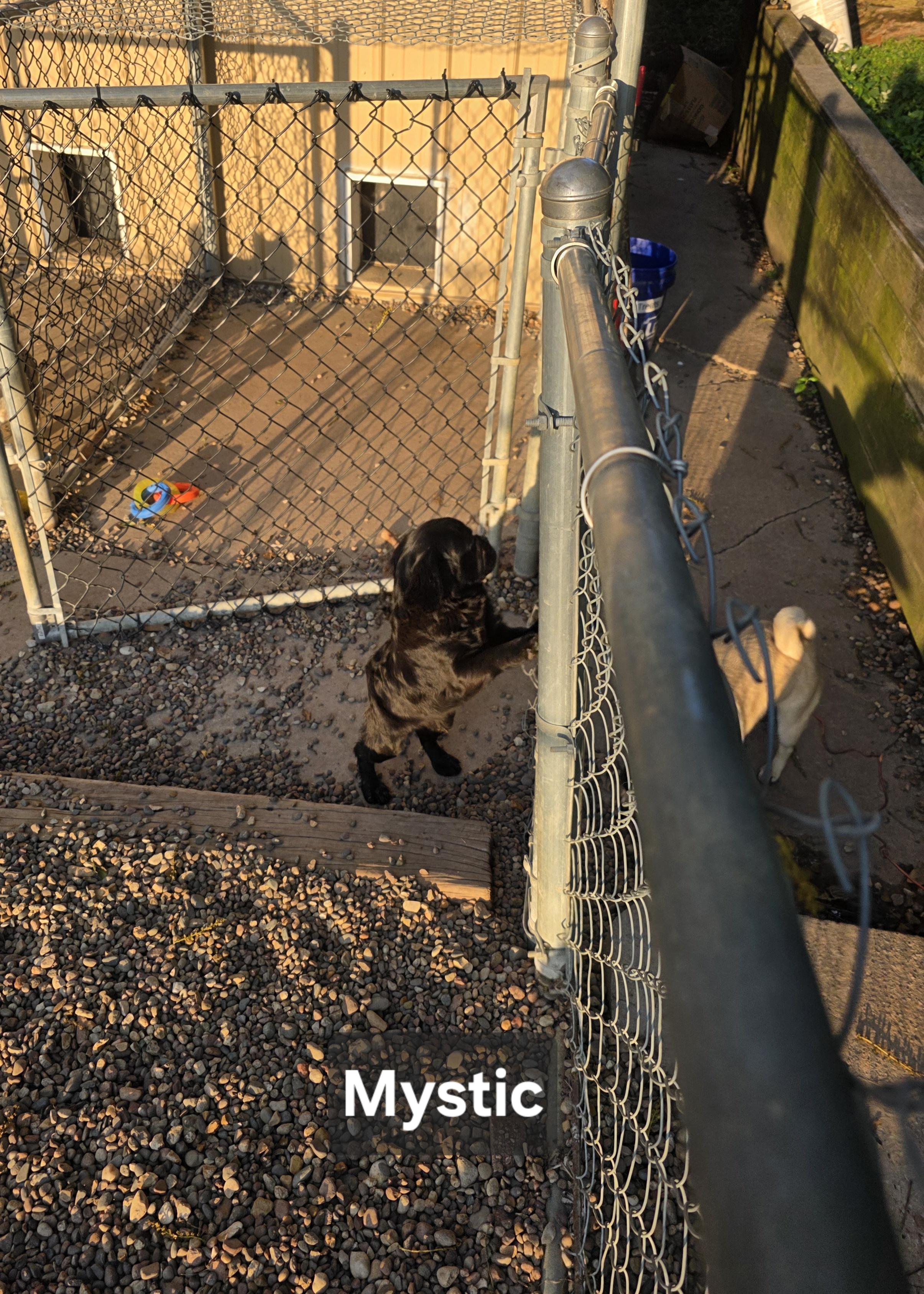 Enlarge Mystic, a ADOPTABLE mixed breed in Wever, IA image 3/6