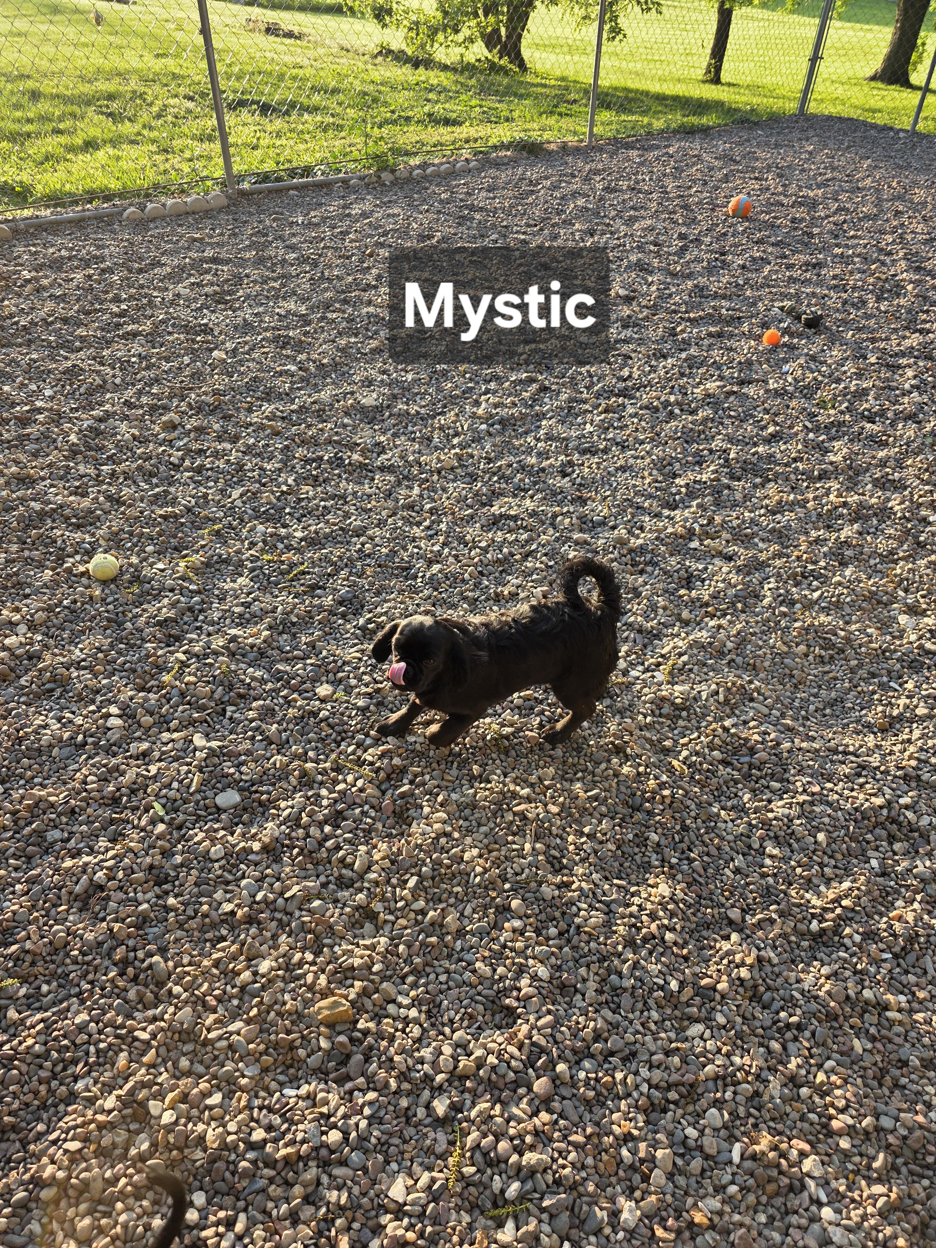 Enlarge Mystic, a ADOPTABLE mixed breed in Wever, IA image 2/6