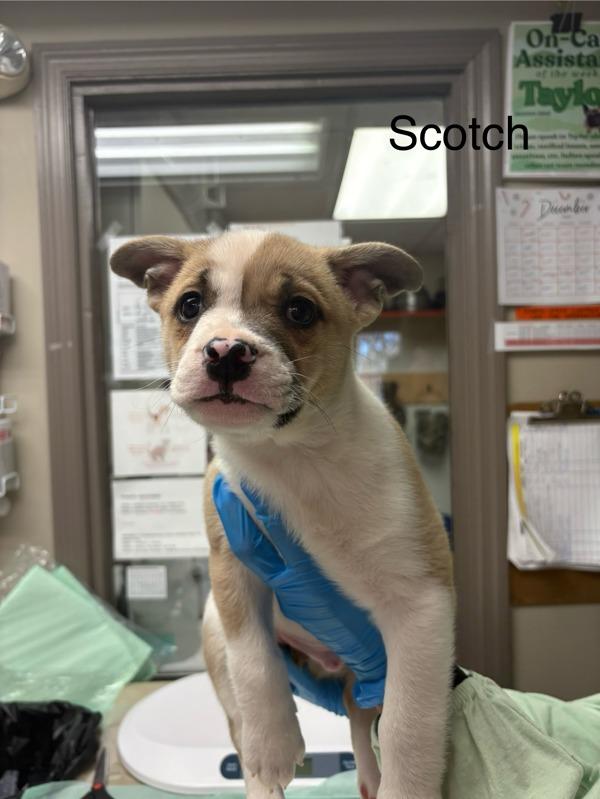 Scotch, Adoptable, Puppy Male Boxer.
