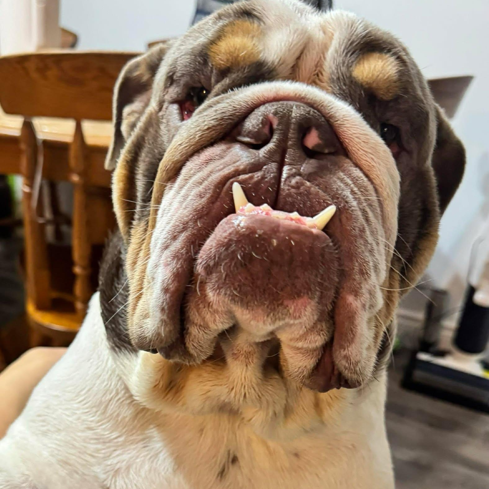 Ollie, a ADOPTABLE English Bulldog in St Thomas, ON image 2/3