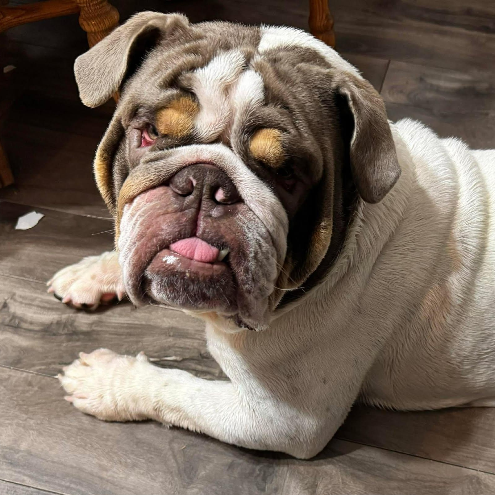 Ollie, ADOPTABLE, Young Male English Bulldog.