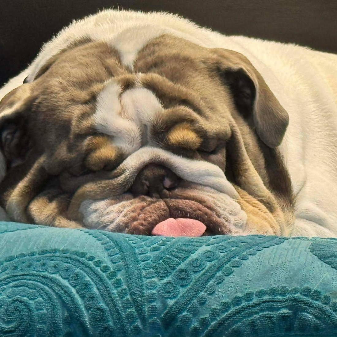 Ollie, a ADOPTABLE English Bulldog in St Thomas, ON image 3/3