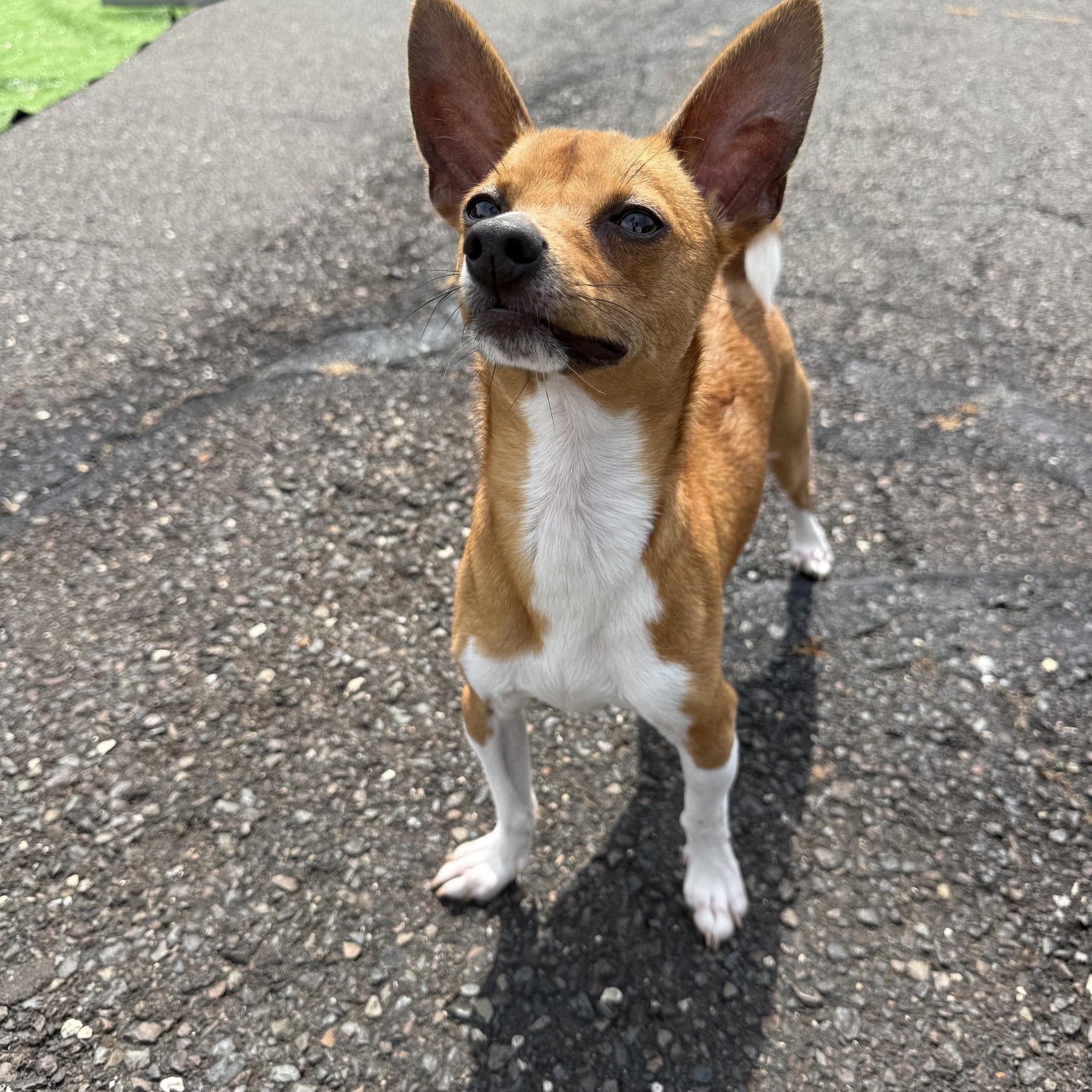 Tanner, a ADOPTABLE Chihuahua in Chalfont, PA image 2/2