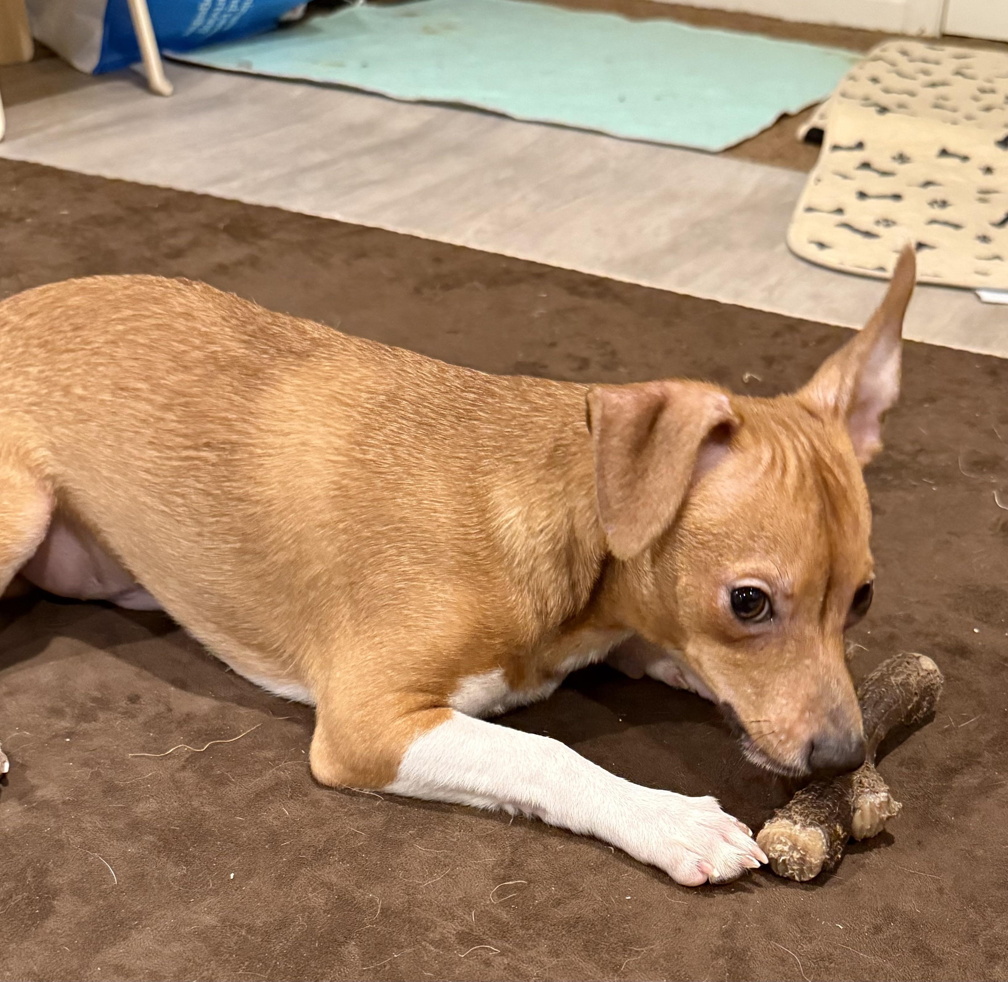 Tanner, ADOPTABLE, Young Male Chihuahua.