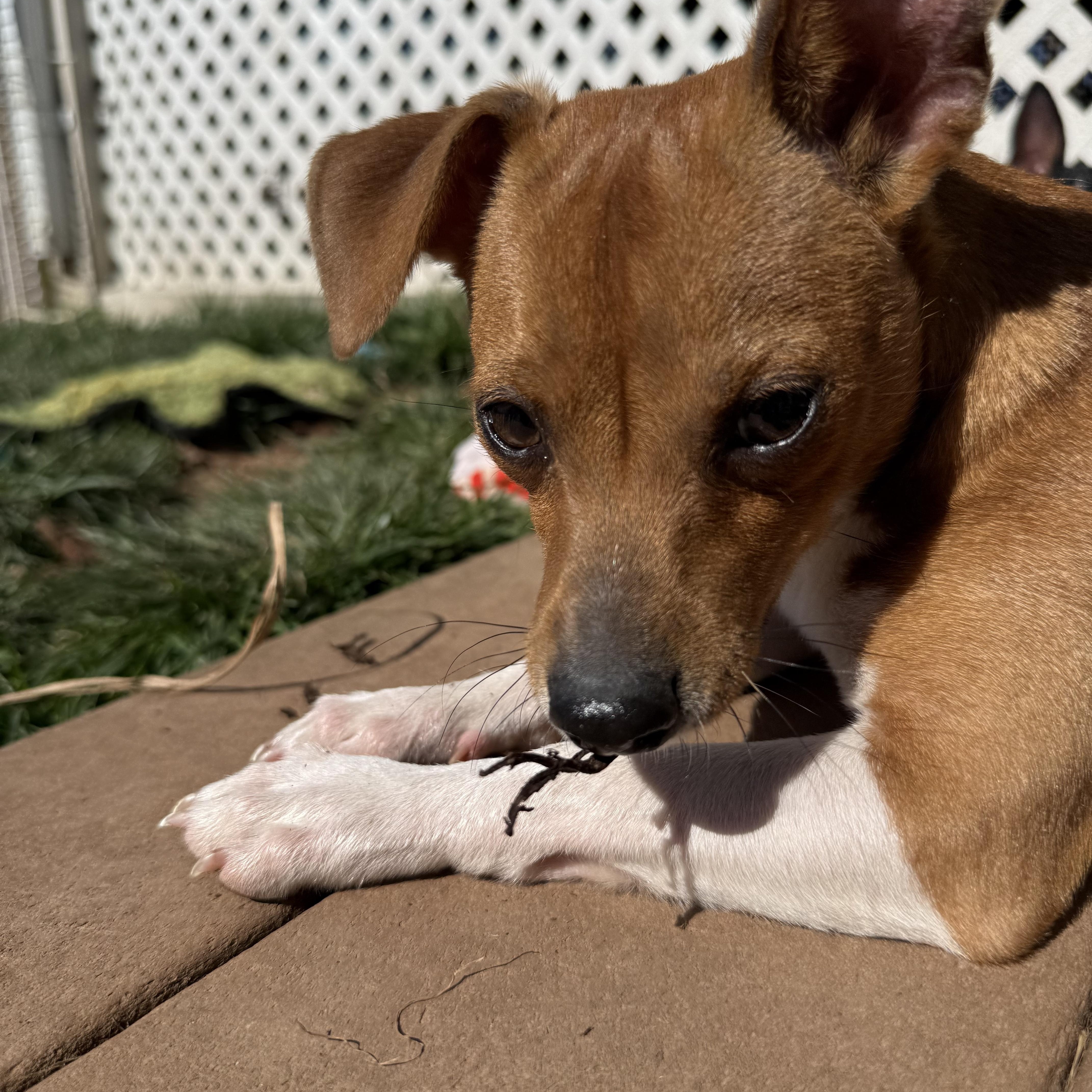 Tanner, ADOPTABLE, Young Male Chihuahua.