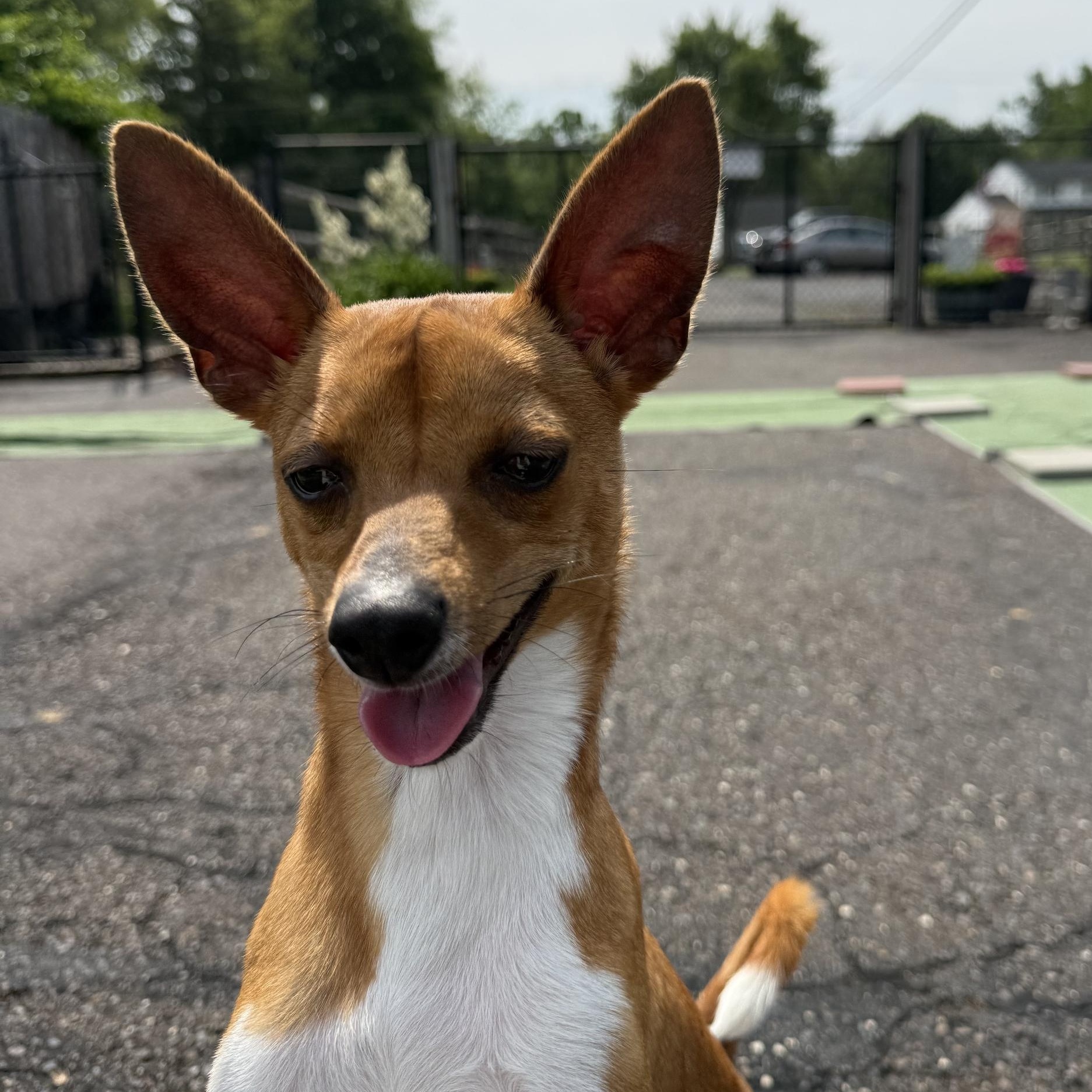Tanner, a ADOPTABLE Chihuahua in Chalfont, PA image 1/2