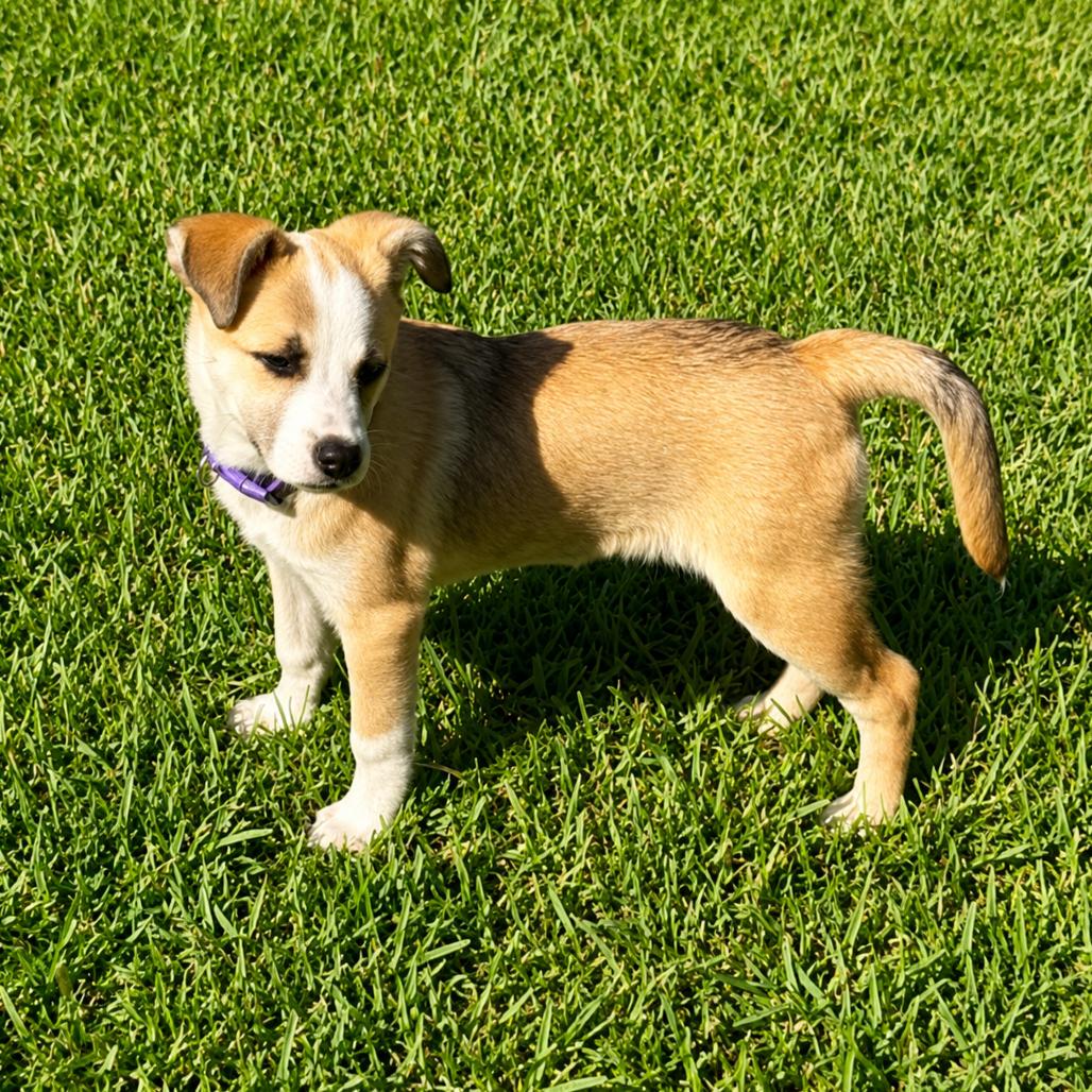 Enlarge Heidi 3 months AVAILABLE 8/12, a Adoptable Mixed Breed in Sterling, MA image 1/1