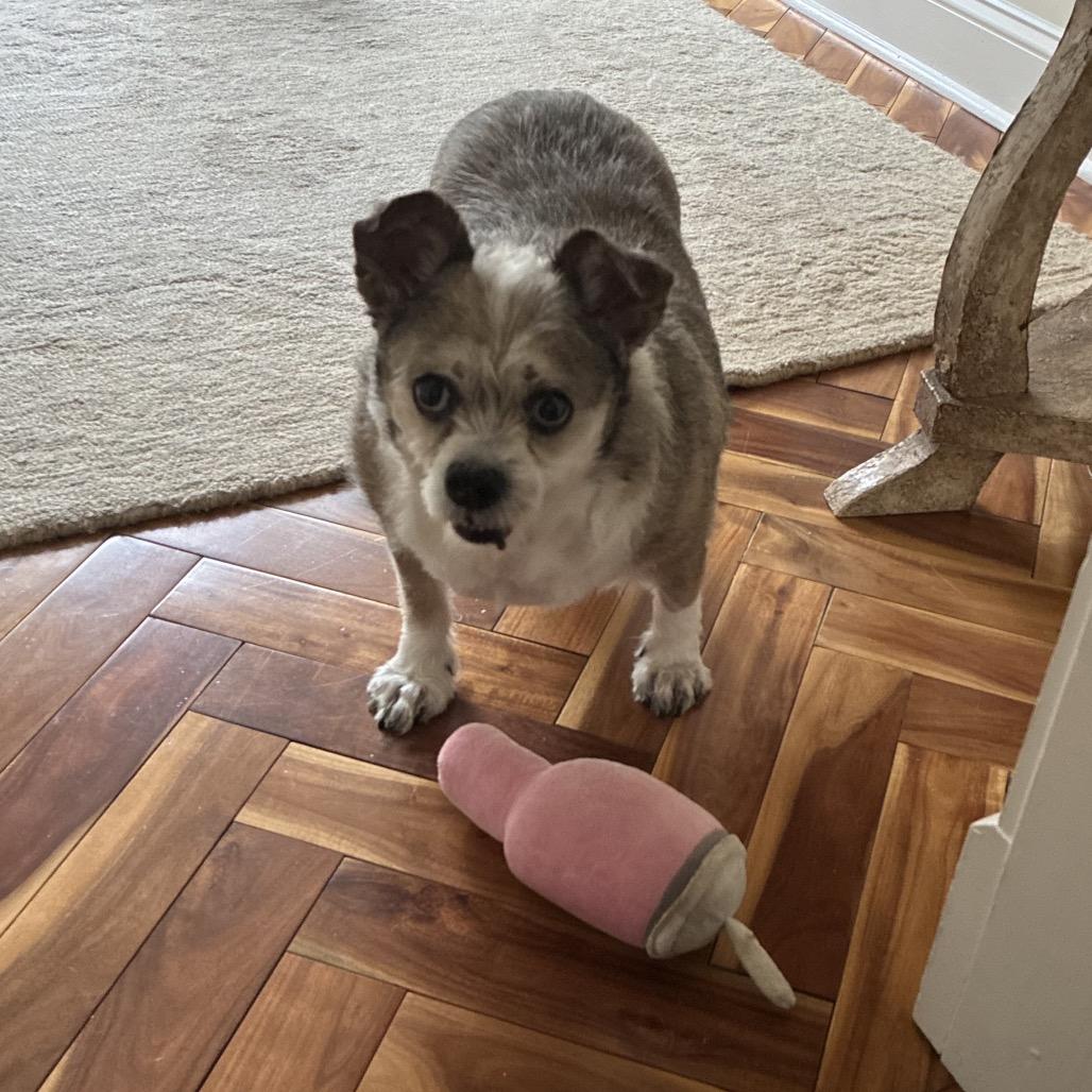 Zeus, Adoptable, Senior Male Cairn Terrier.