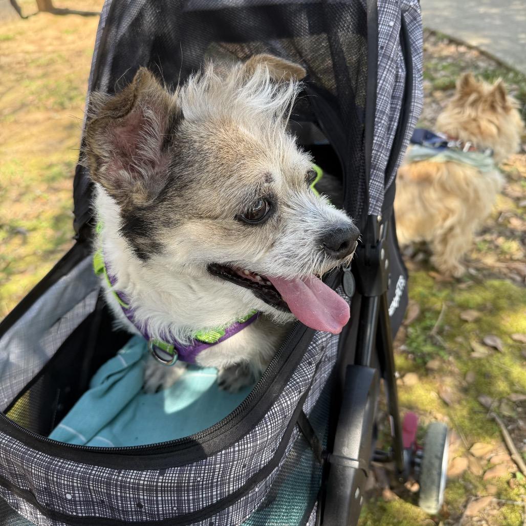 Zeus, a Adoptable Cairn Terrier in Austell, GA image 2/2