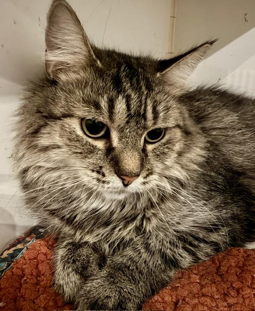 Enlarge PENNY, a Adoptable Domestic Medium Hair in Lake Ozark, MO image 1/4