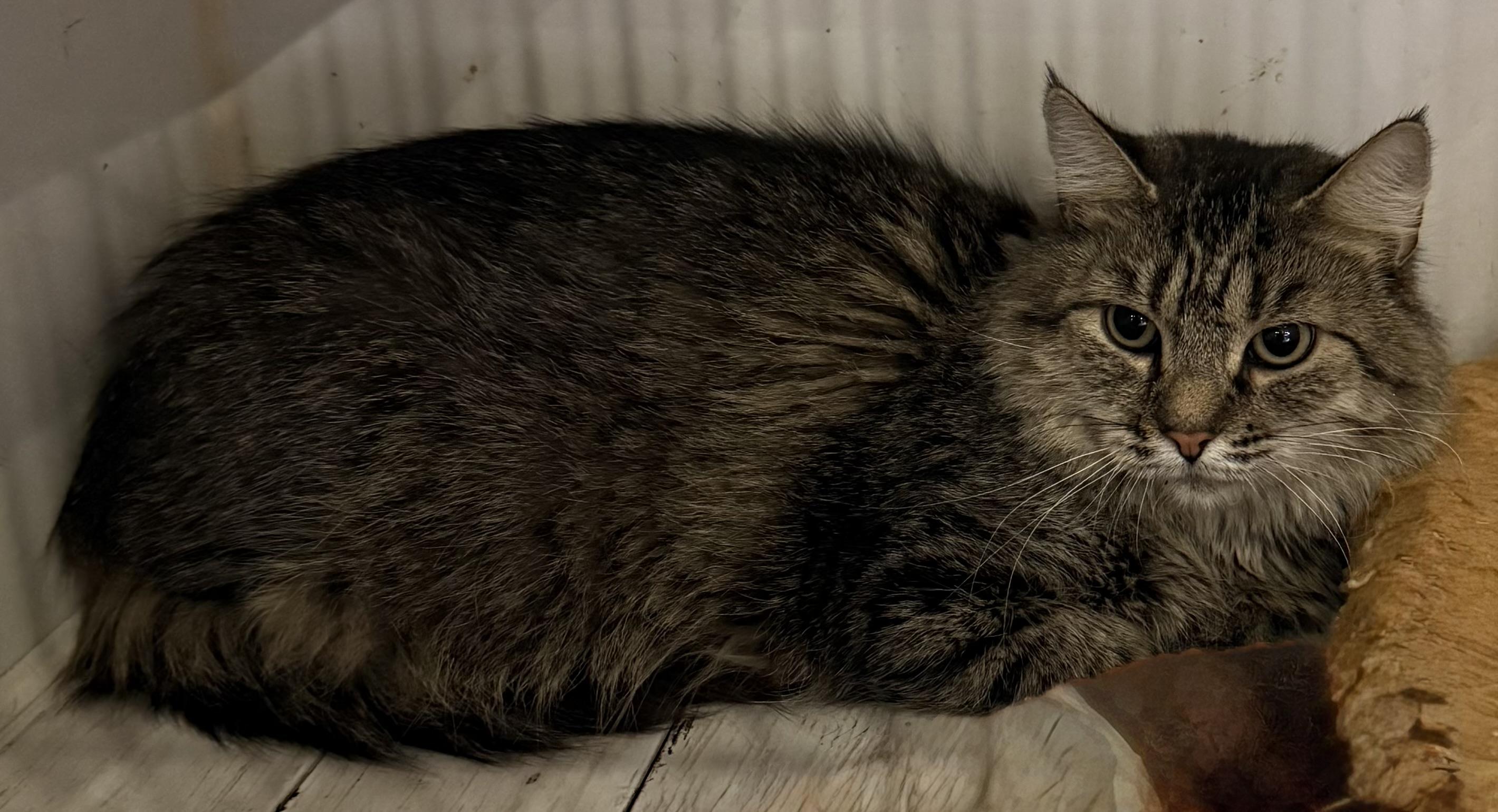 Enlarge PENNY, a Adoptable Domestic Medium Hair in Lake Ozark, MO image 4/4