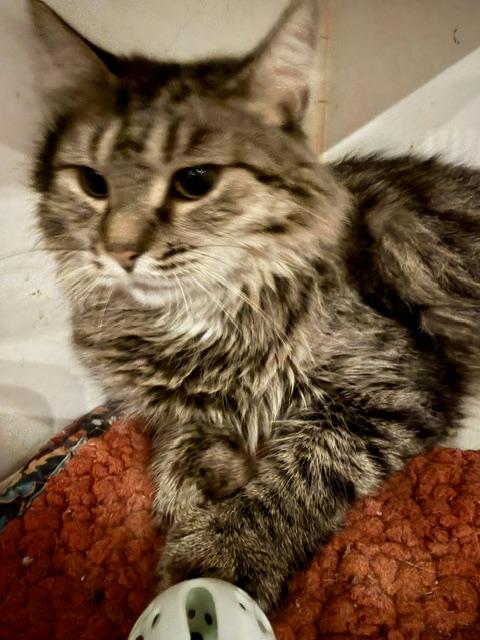 Enlarge PENNY, a Adoptable Domestic Medium Hair in Lake Ozark, MO image 3/4