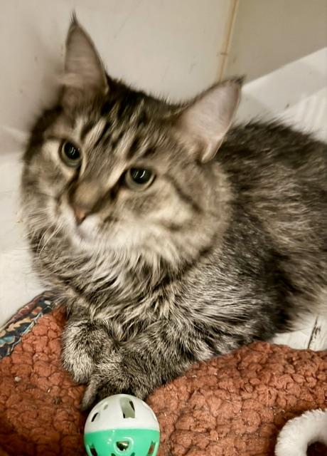 Enlarge PENNY, a Adoptable Domestic Medium Hair in Lake Ozark, MO image 2/4
