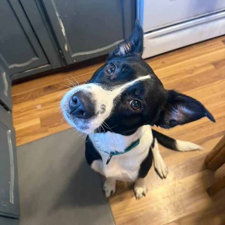 Enlarge Marilyn , a ADOPTABLE mixed breed in East Peoria, IL image 5/5