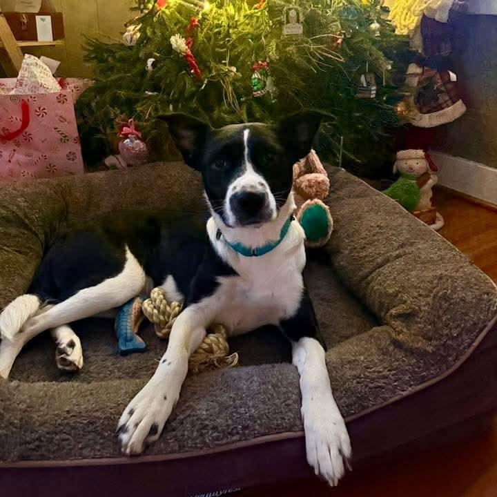 Enlarge Marilyn , a ADOPTABLE mixed breed in East Peoria, IL image 4/5