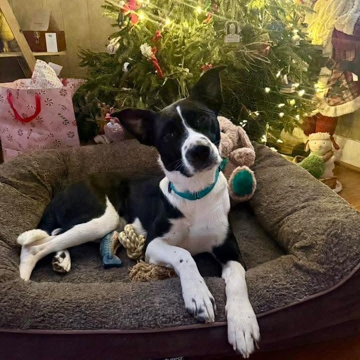 Enlarge Marilyn , a ADOPTABLE mixed breed in East Peoria, IL image 2/5