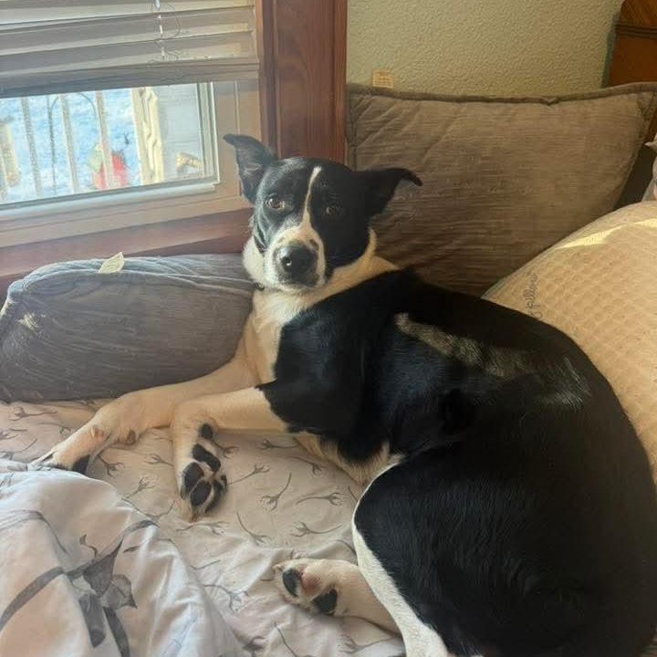 Enlarge Marilyn , a ADOPTABLE mixed breed in East Peoria, IL image 1/5