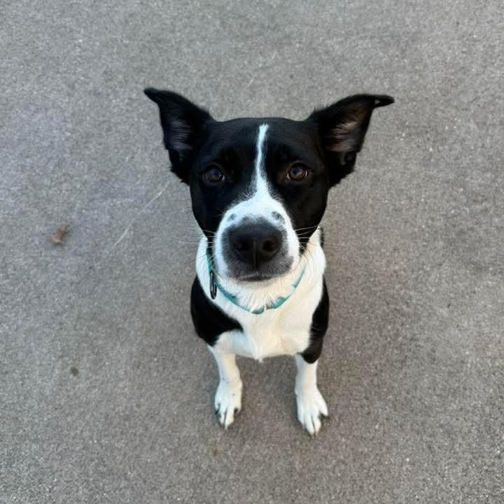 Enlarge Marilyn , a ADOPTABLE mixed breed in East Peoria, IL image 3/5