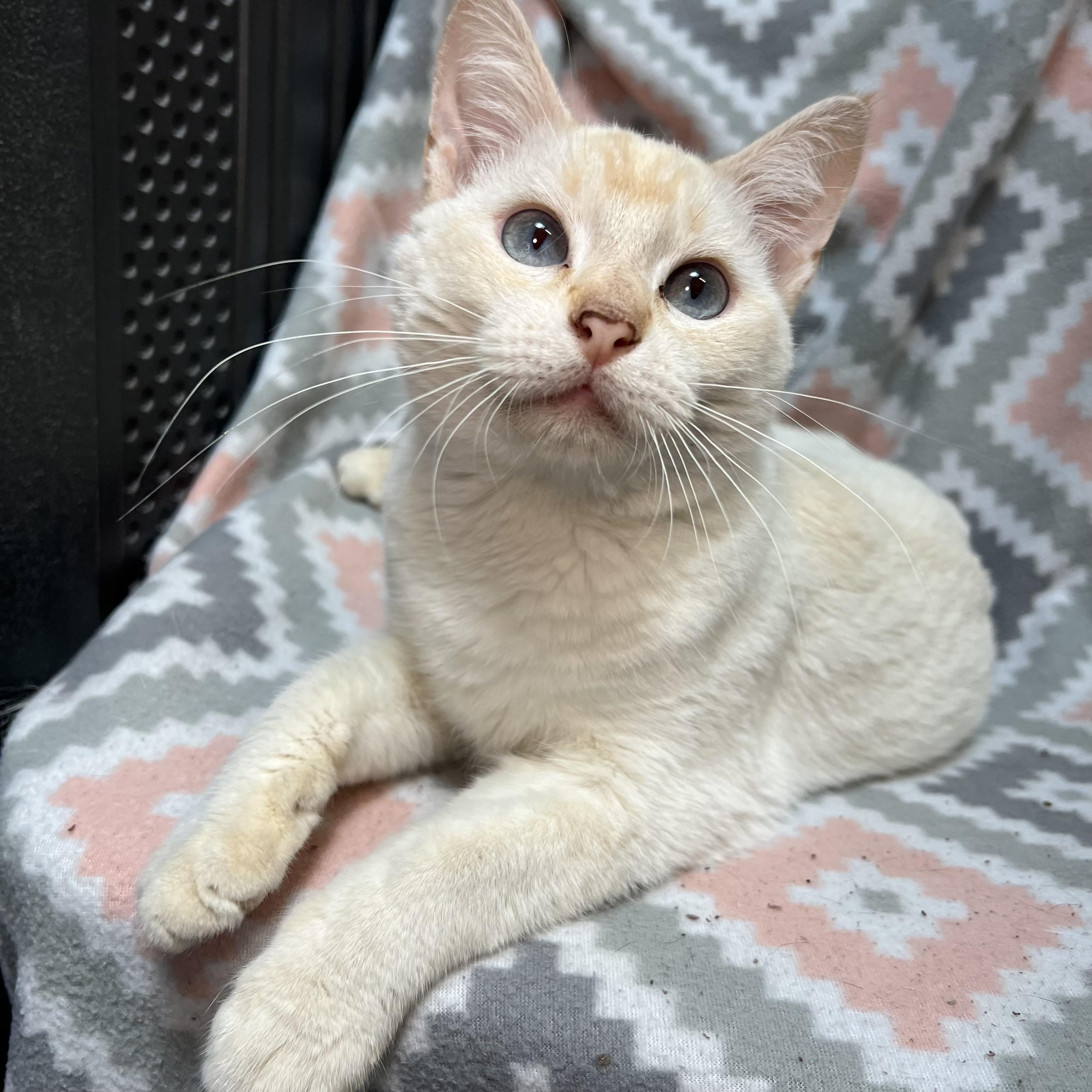 Enlarge Abe, a ADOPTABLE mixed breed in Fairmont, MN image 4/6