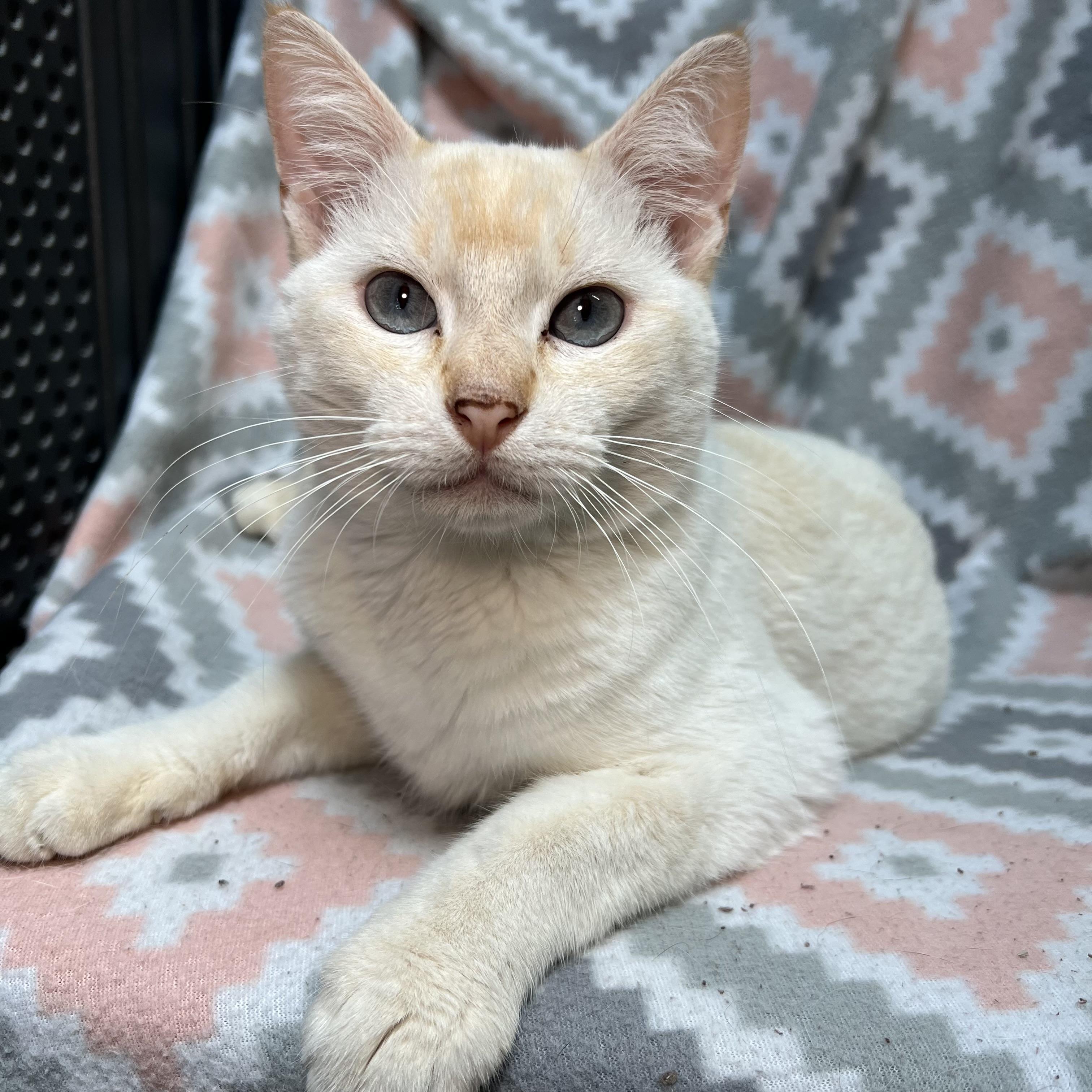 Abe, ADOPTABLE, Young Male Siamese.
