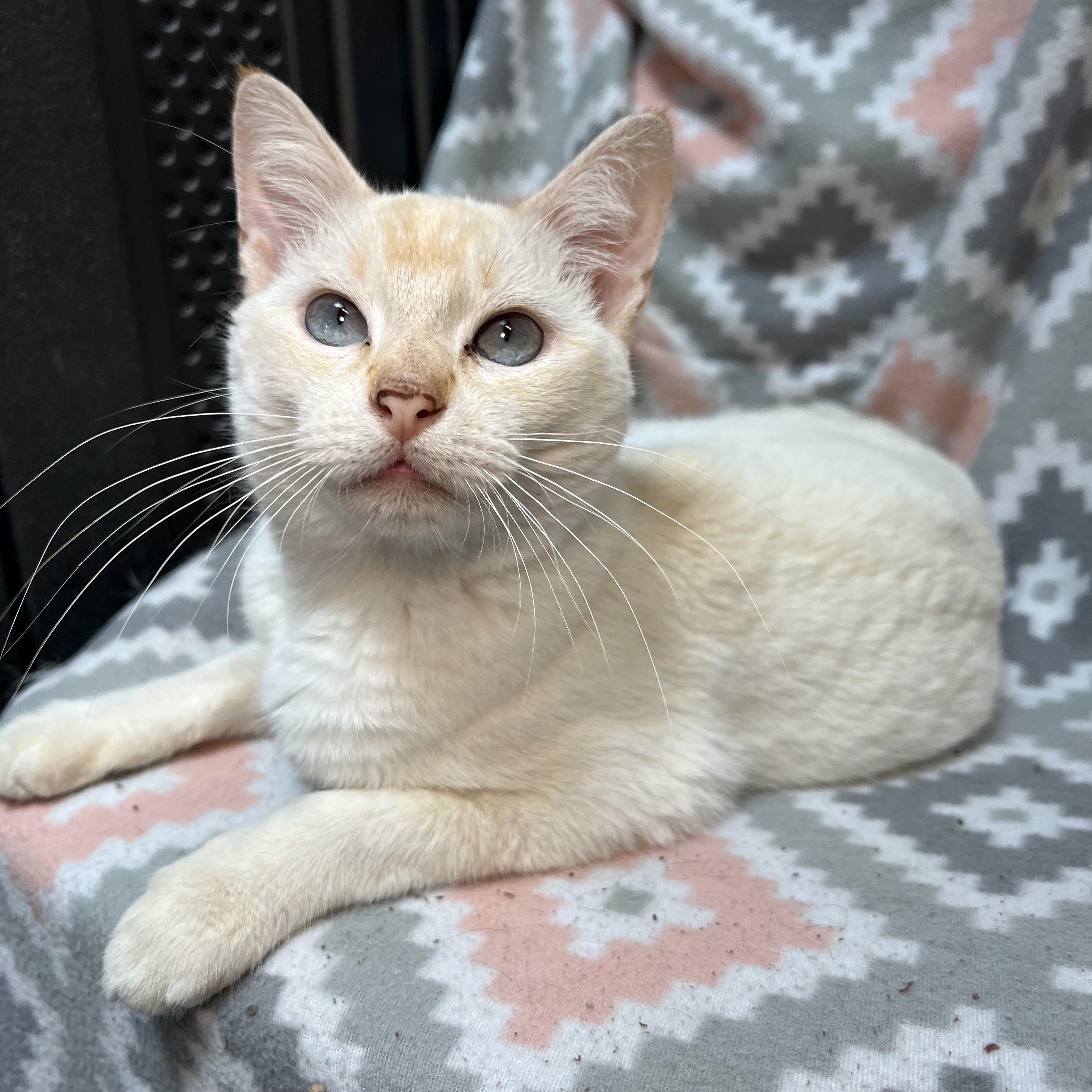 Enlarge Abe, a ADOPTABLE mixed breed in Fairmont, MN image 6/6