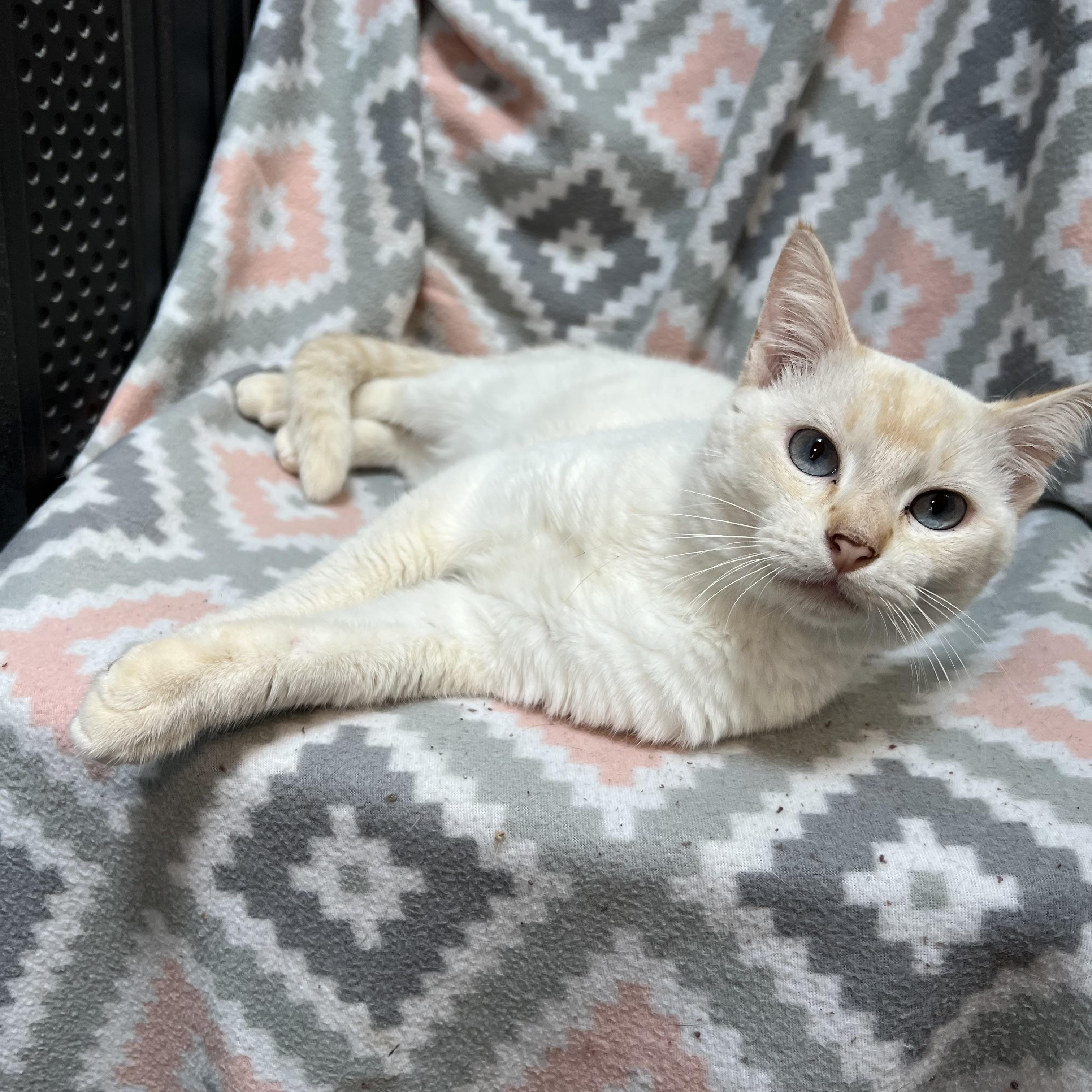 Enlarge Abe, a ADOPTABLE mixed breed in Fairmont, MN image 2/6