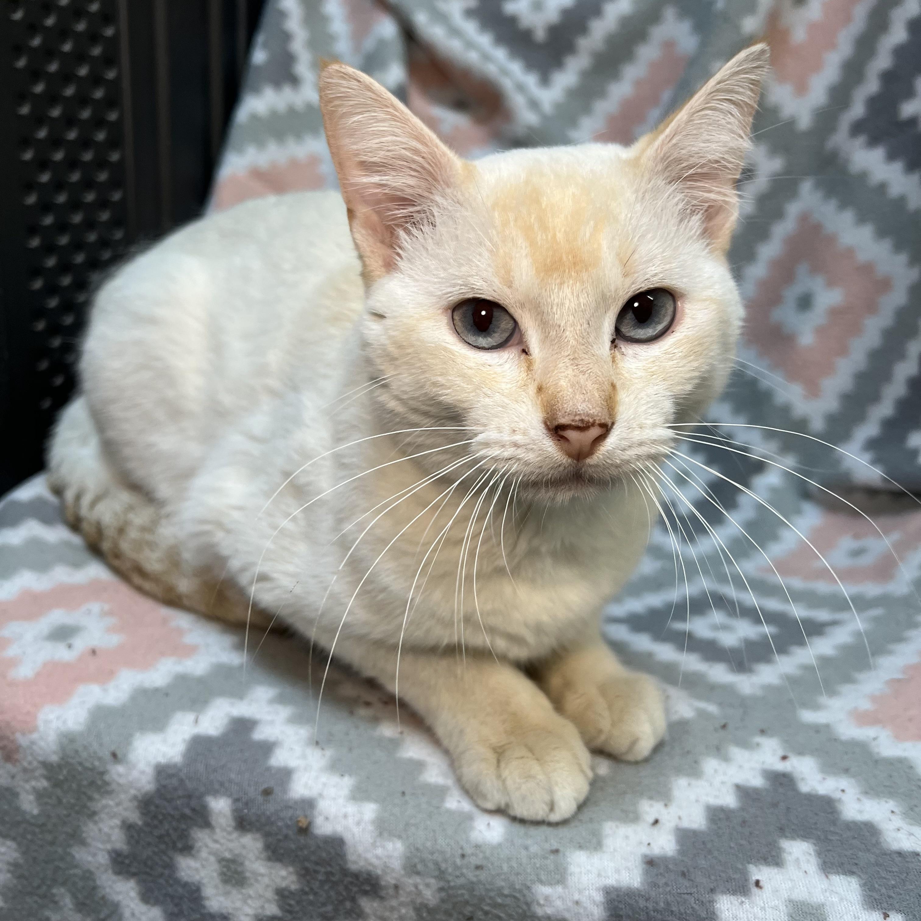Enlarge Abe, a ADOPTABLE mixed breed in Fairmont, MN image 5/6