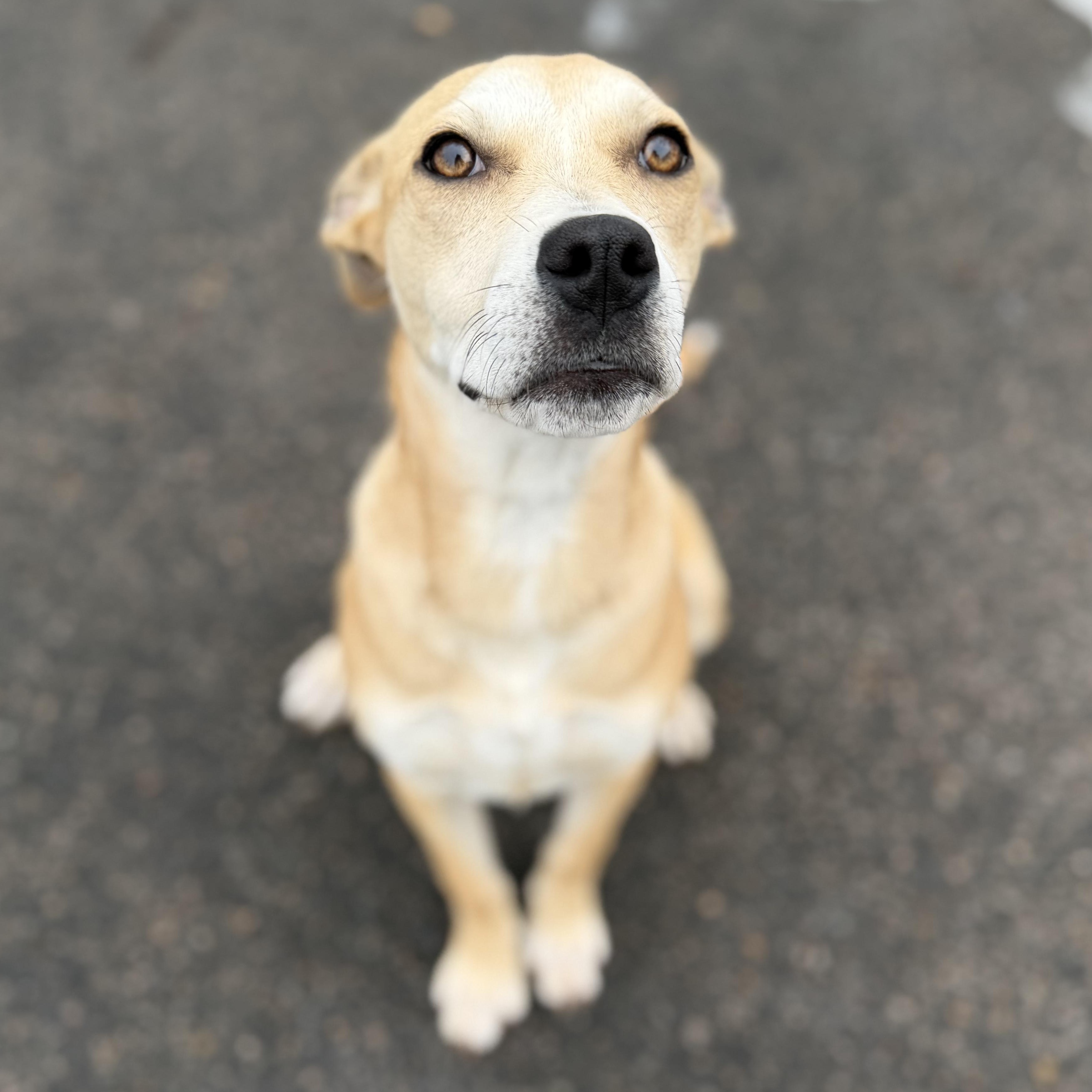 Enlarge HARRIET, a Adoptable mixed breed in Cranston, RI image 4/6