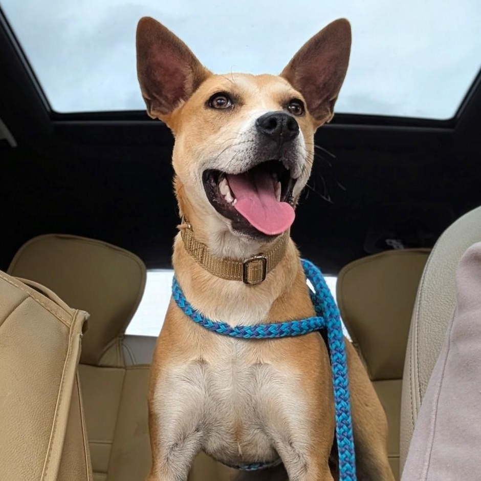 HARRIET, Adoptable, Young Female Mixed Breed.