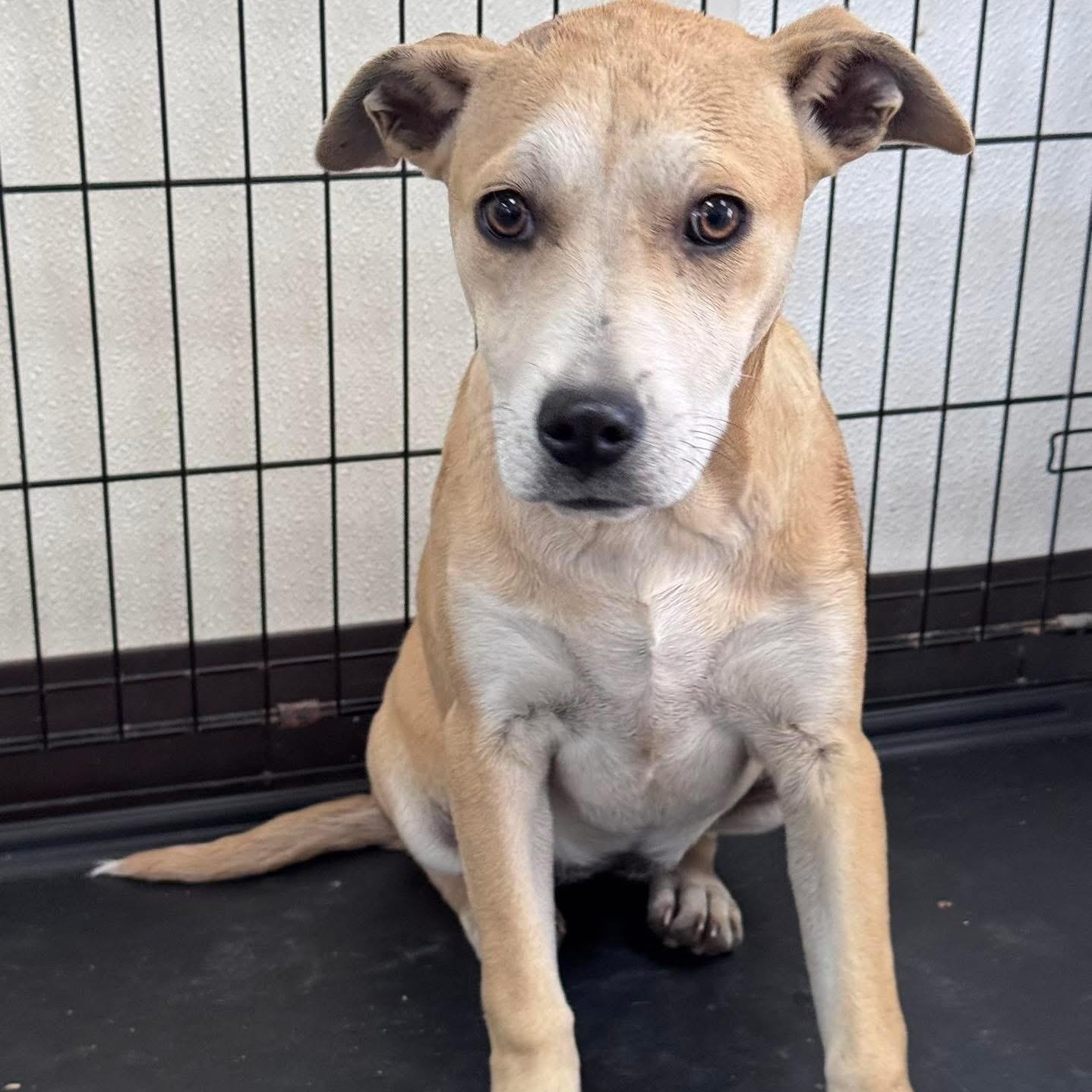 Enlarge HARRIET, a Adoptable mixed breed in Cranston, RI image 5/6