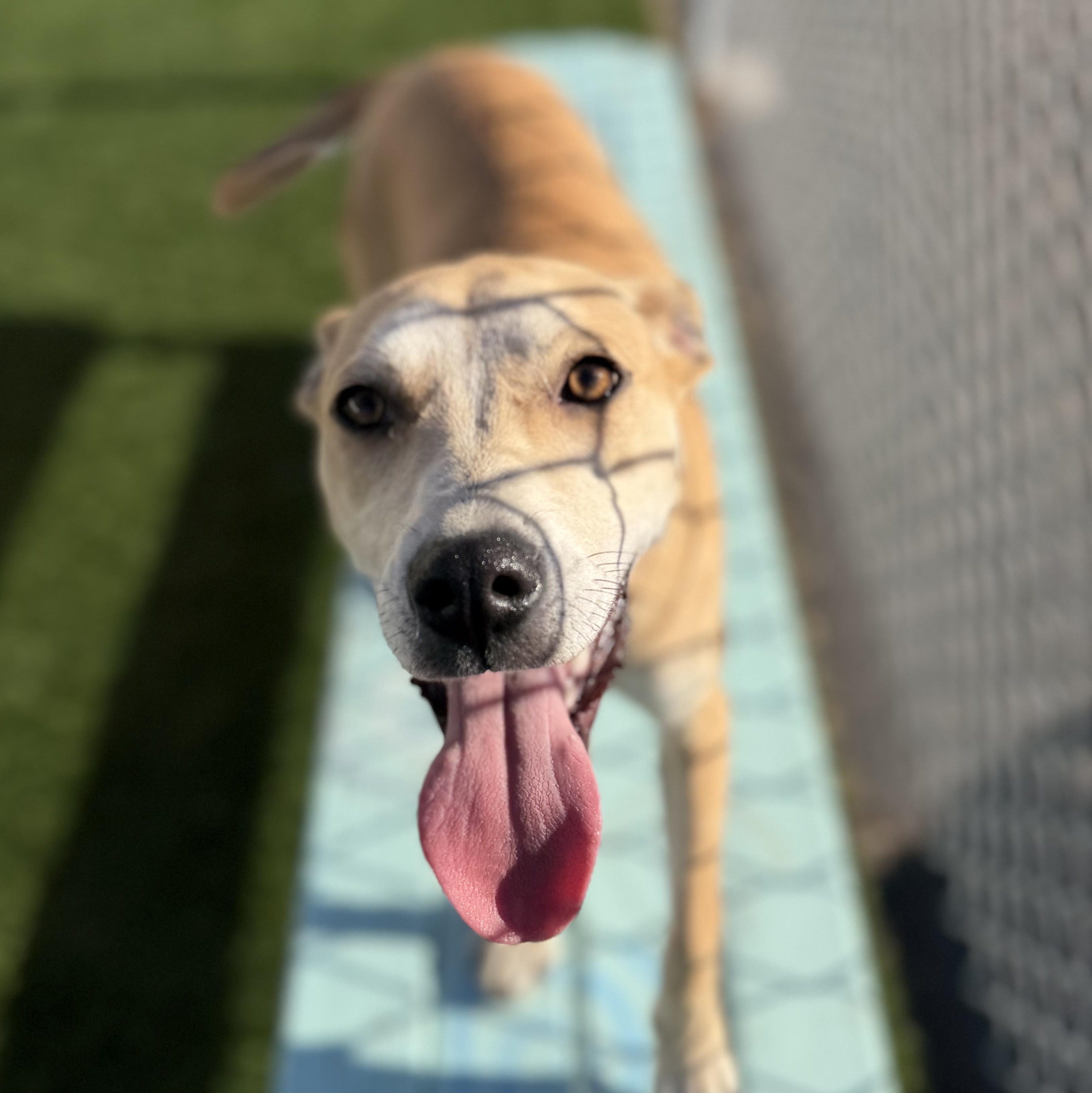 HARRIET, Adoptable, Young Female Mixed Breed.