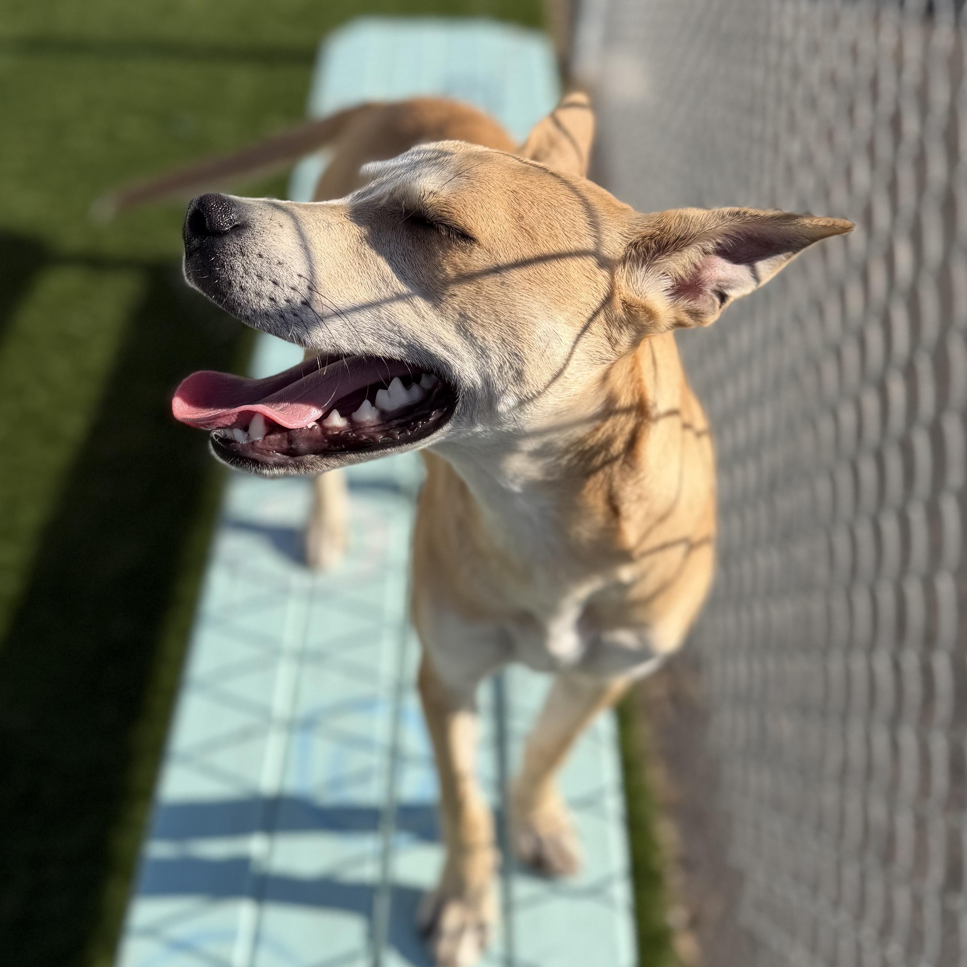 Enlarge HARRIET, a Adoptable mixed breed in Cranston, RI image 2/6