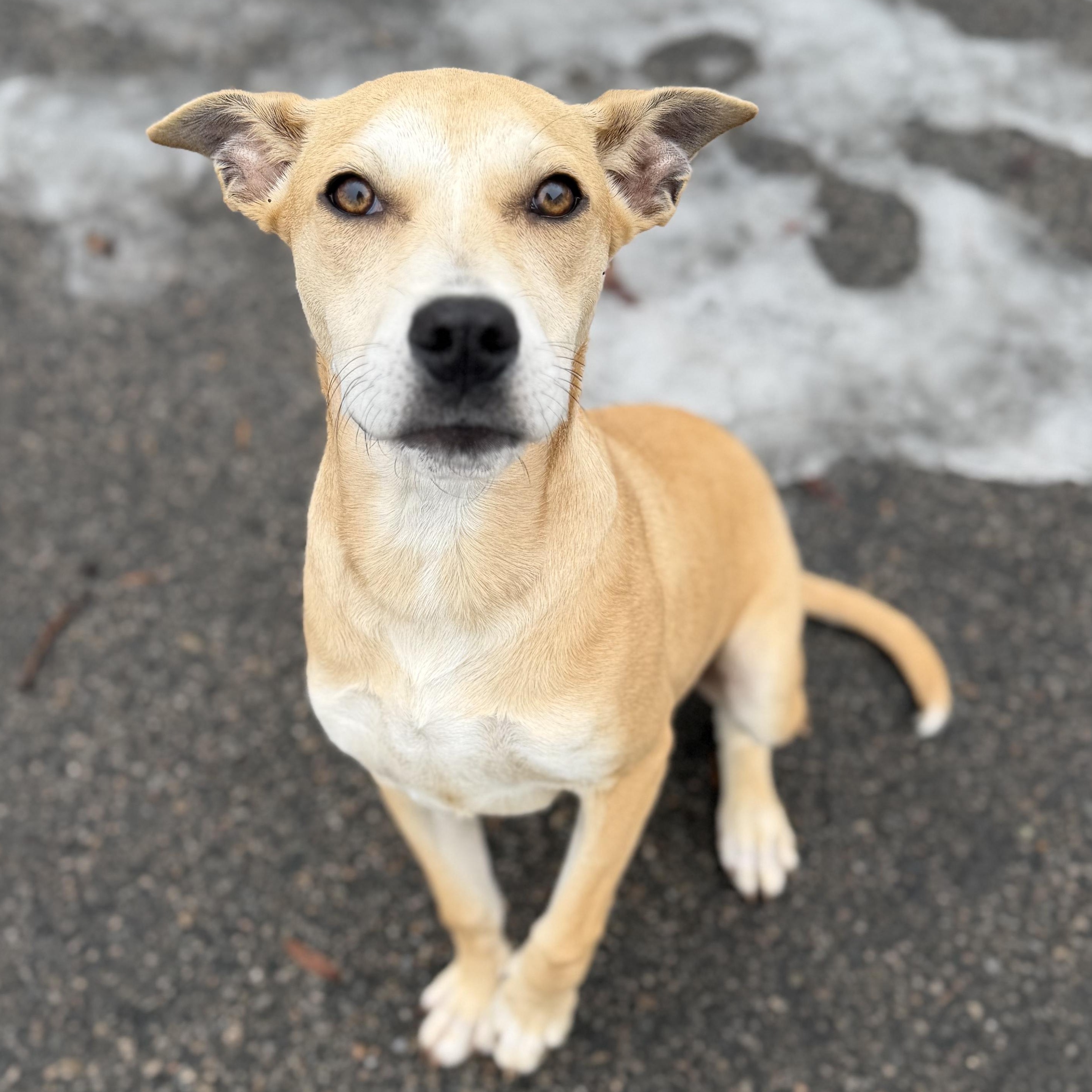 Enlarge HARRIET, a Adoptable mixed breed in Cranston, RI image 3/6