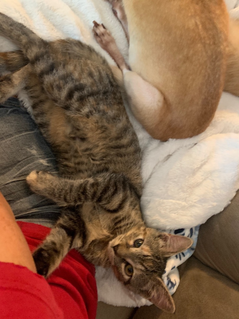 Enlarge Mandy, a Adoptable Domestic Short Hair in Mabank, TX image 1/14