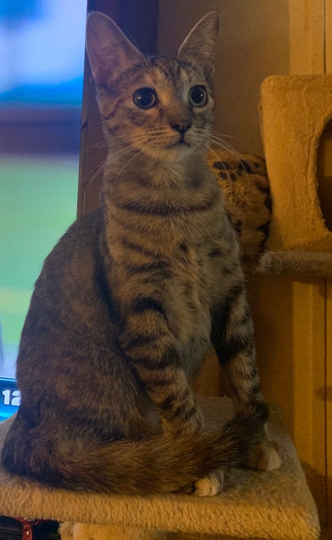 Enlarge Mandy, a Adoptable Domestic Short Hair in Mabank, TX image 11/14