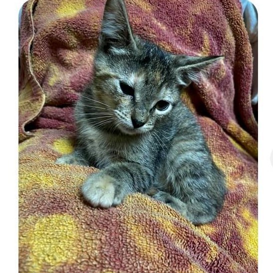 Enlarge Mandy, a Adoptable Domestic Short Hair in Mabank, TX image 12/14