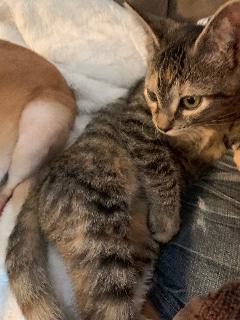 Enlarge Mandy, a Adoptable Domestic Short Hair in Mabank, TX image 10/14