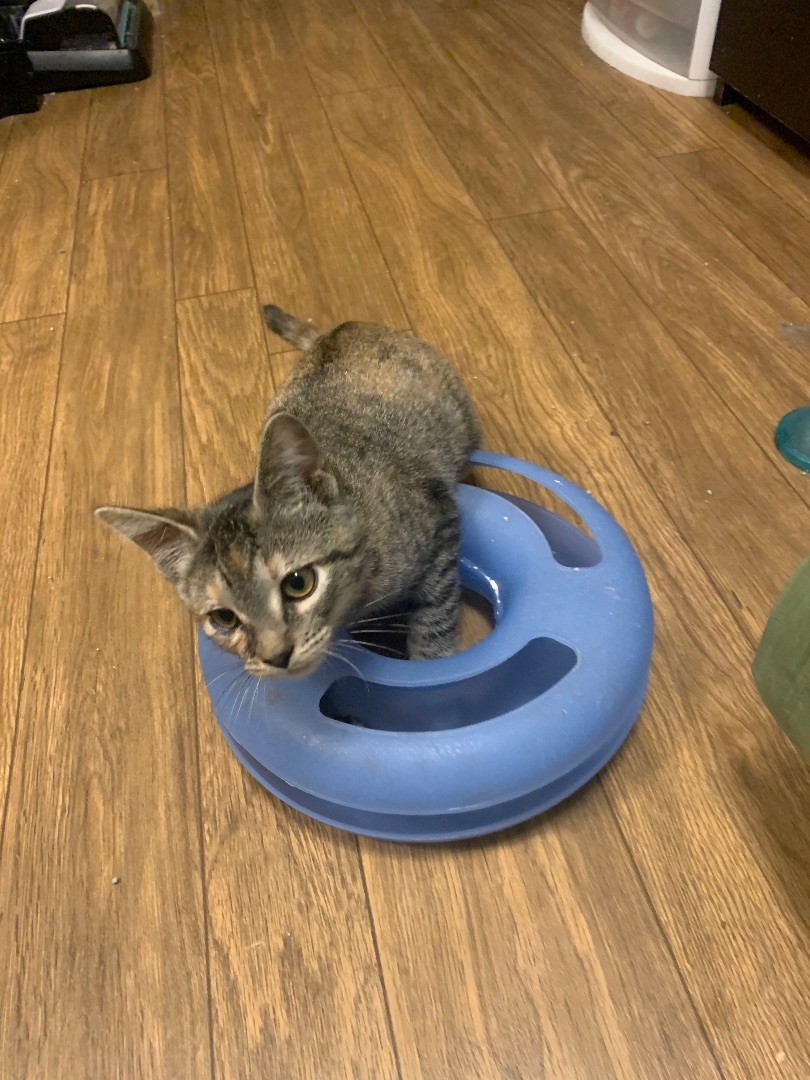 Enlarge Mandy, a Adoptable Domestic Short Hair in Mabank, TX image 13/14