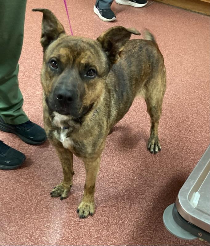 Tito, a Adoptable mixed breed in Monticello, IL image 1/4