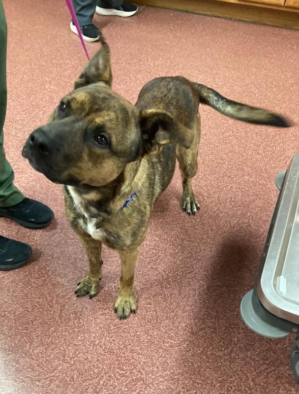 Tito, a Adoptable mixed breed in Monticello, IL image 4/4