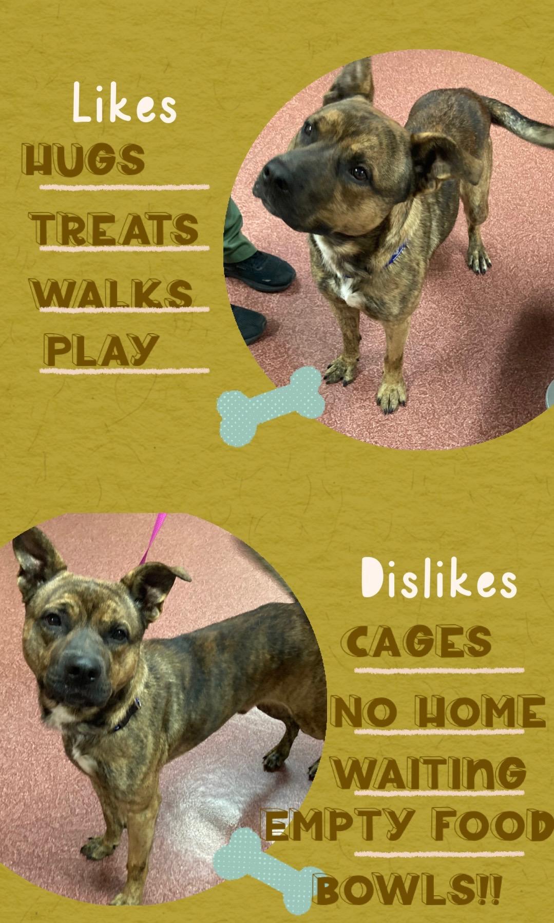 Tito, a Adoptable mixed breed in Monticello, IL image 3/4