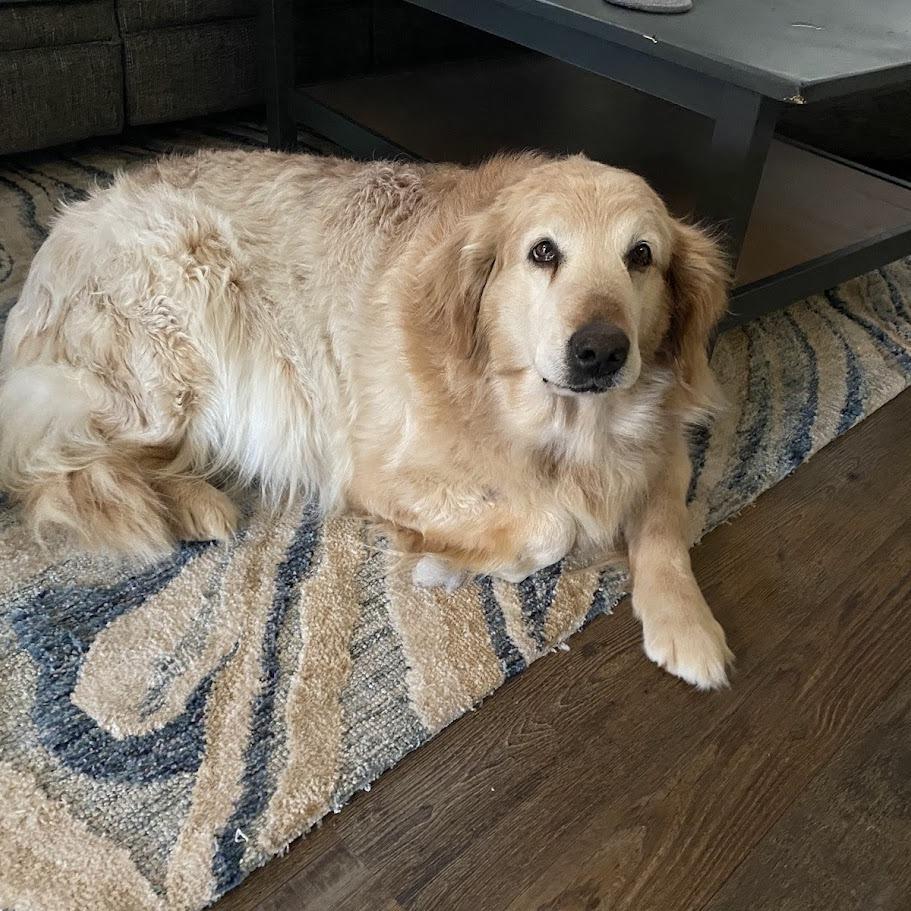 Polar Bear "Polie", Adoptable, Senior Female Golden Retriever.